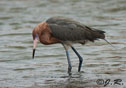 Egretta rufescens